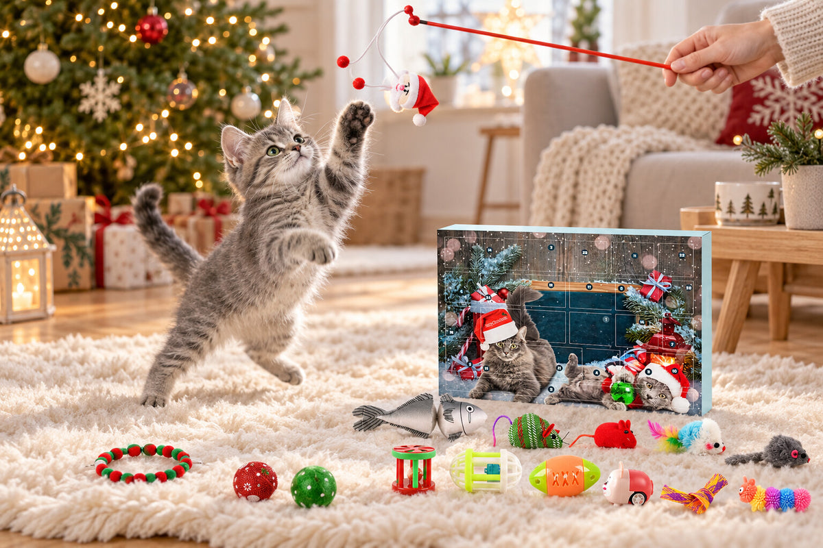 Junge getigerte Katze springt nach der Katzenangel mit kleinem Weihnachtsmann aus dem Adventskalender für Katzen